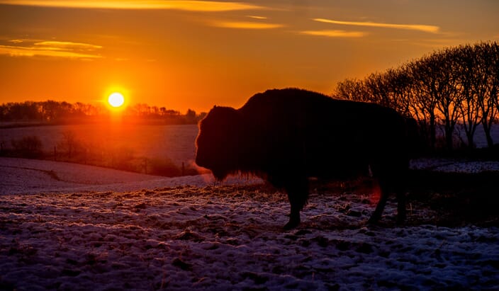 Bison-01 Bison